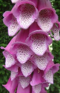 Foxgloves
