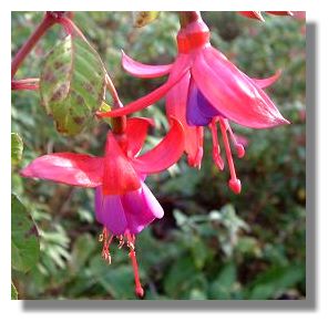 Images Of Fuschia