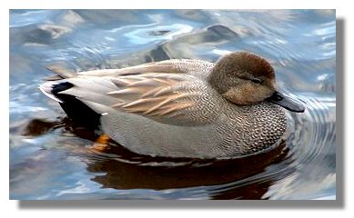 Gadwall