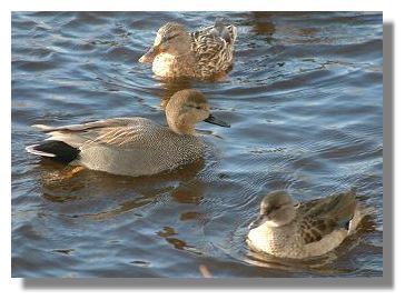 Mallard, gadwall and teal