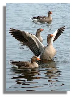 Greylag Geese
