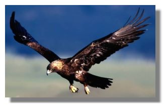 Golden Eagle