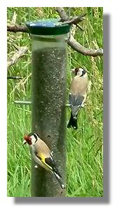 Goldfinch