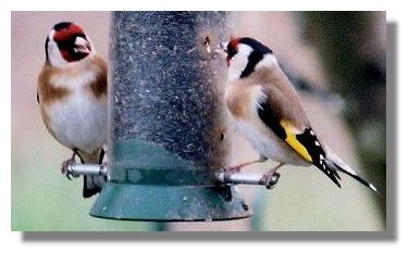 Goldfinches