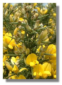 Gorse