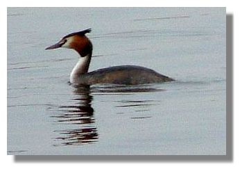 Great Crested Grebe