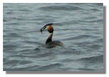 Great Crested Grebe