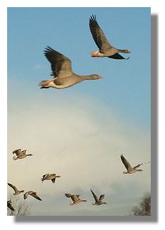 Greylag Geese