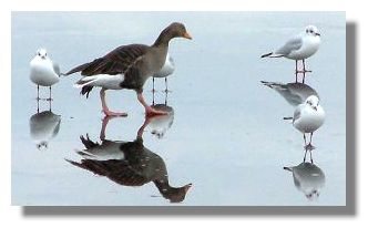 Greylag and Seagulls