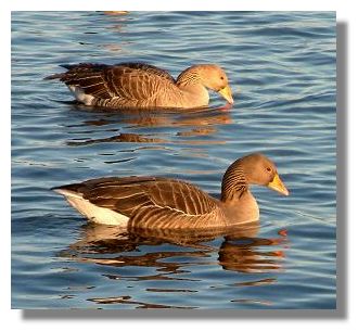 Greylag Geese
