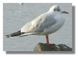 Blackheaded gull - winter