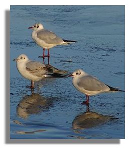 Gulls on Ice