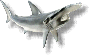 Shark