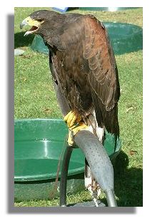 Harris Hawk