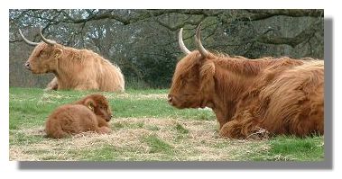 Highland Cattle