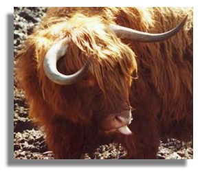 Highland Cow at Pollok Country Park