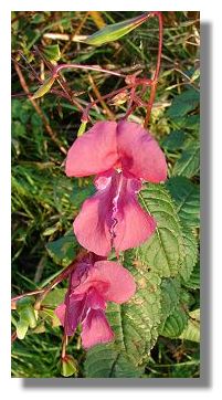 Himalaya Balsam