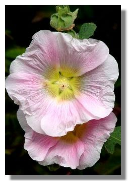 Hollyhock