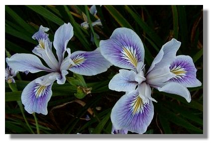 iris tattoo designs iris tattoo designs