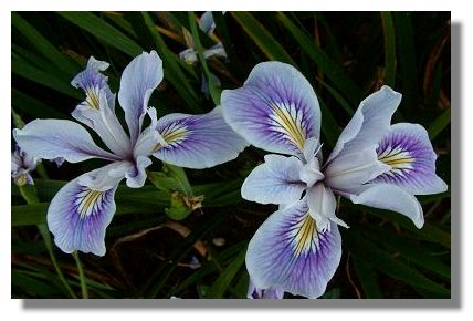 Iris Flower Picture on These Irises Were Also Photographed At Finlaystone Country Estate  In