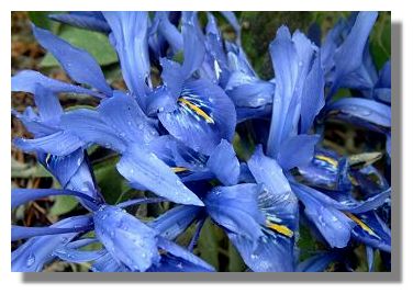 Iris Histroides Major