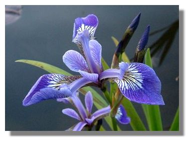 Beautiful Iris