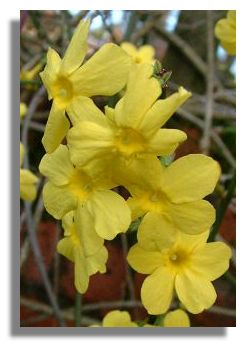 Winter Flowering Jasmine
