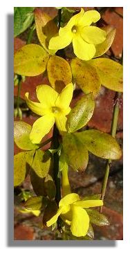 Winter-flowering jasmine