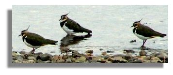 Lapwing