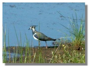 Lapwing