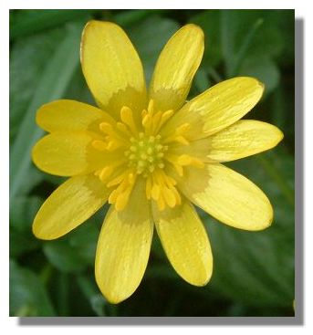 Lesser Celandine