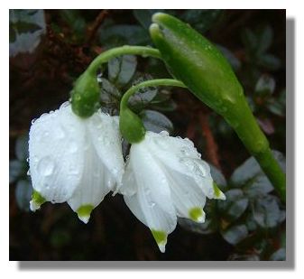Leucojum
