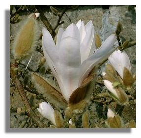 Magnolia