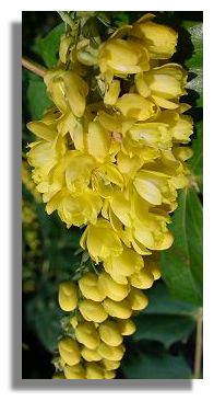 Mahonia