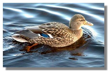 Female Mallard