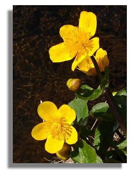 Marsh Marigold