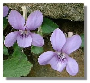 Marsh Violet