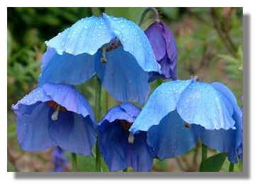 Mecanopsis