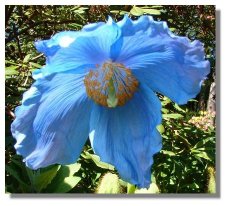 Mecanopsis
