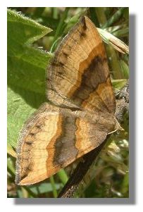 Shaded Broad Bar Moth