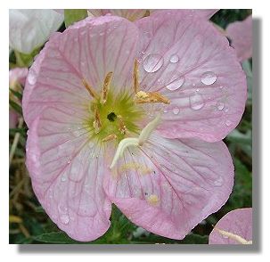 Oenothera