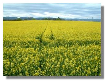Oil-seed-rape