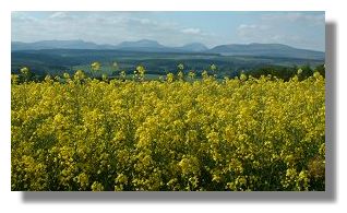 Field of Oil Seed Rape in Stirling