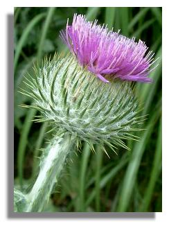 Giant Thistle - Onopurdum
