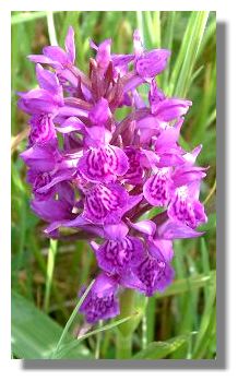 Common Spotted Orchid