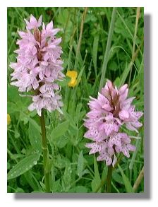 Common Spotted Orchid