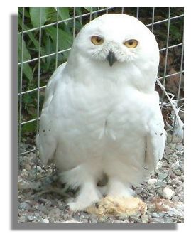 Snowy Owl