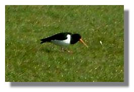 Oystercatcher