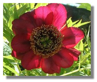 Paeony