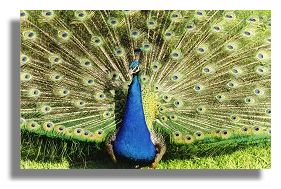 Peacock